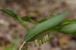 Solomon's seal